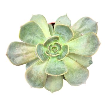 Echeveria 'Marrom'