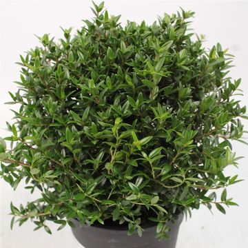 Myrtus communis