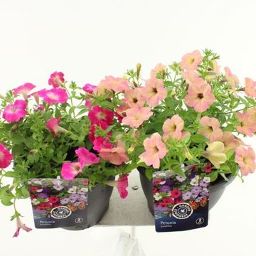 Petunia MIX