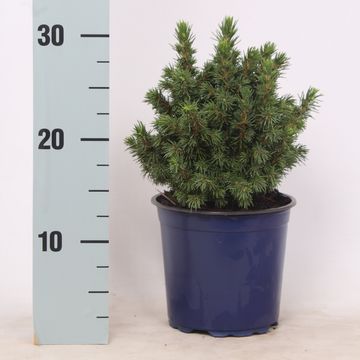 Picea glauca 'Альберта Глоб'