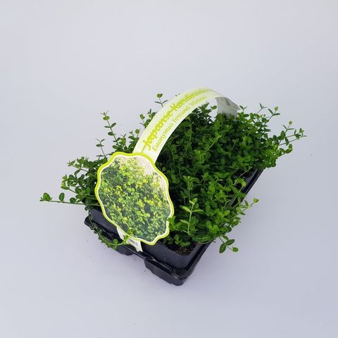 Euonymus fortunei 'Minimus'