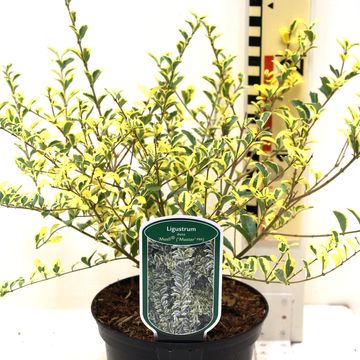 Ligustrum ibota MUSLI