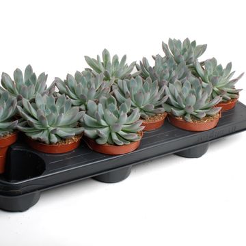 Echeveria 'Pelusida'
