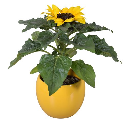 Helianthus annuus 'Sunsation'