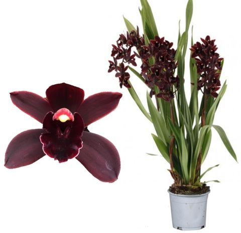 Cymbidium BLACK JACK