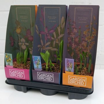 Orchid GARDEN MIX