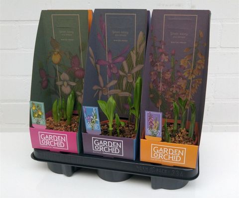 Orchidee GARDEN MIX