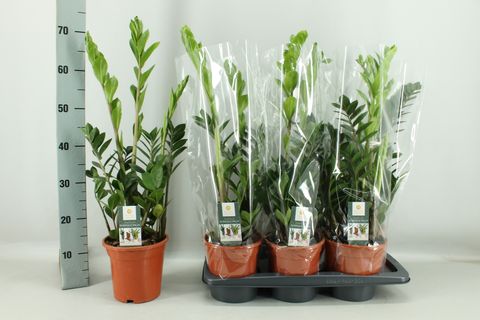 Zamioculcas zamiifolia