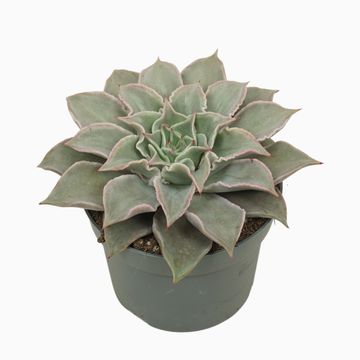 Echeveria 'Maradiba'