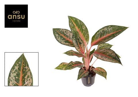 Aglaonema 'Pumkin Green'