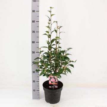 Camellia 'Spring Festival'