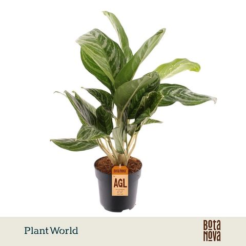 Aglaonema 'Green Sun'