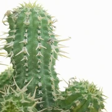 Euphorbia phillipsioides