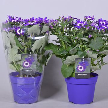 Pericallis SENETTI VIOLET BICOLOR