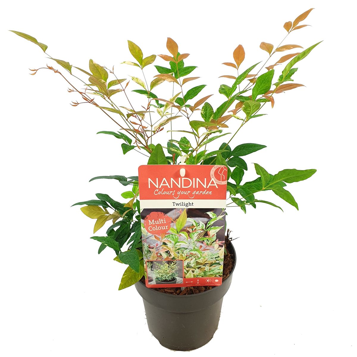 nandina-domestica-twilight-plant-wholesale-floraccess