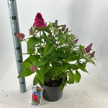 Buddleja davidii BUTTERFLY CANDY LITTLE RUBY