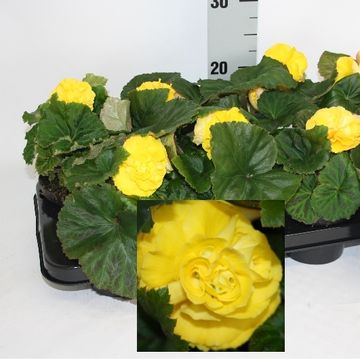 Begonia 'Fortune Yellow'