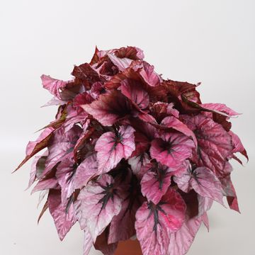 Begonia BELEAF INDIAN SUMMER