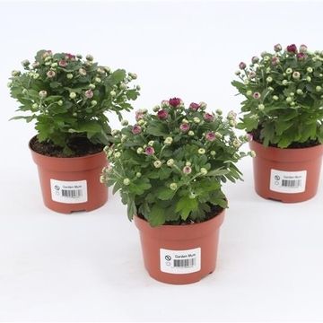 Chrysanthemum BLOOMING BEAUTY PURPLE