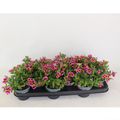 Calibrachoa RAVE PINK HAWAII