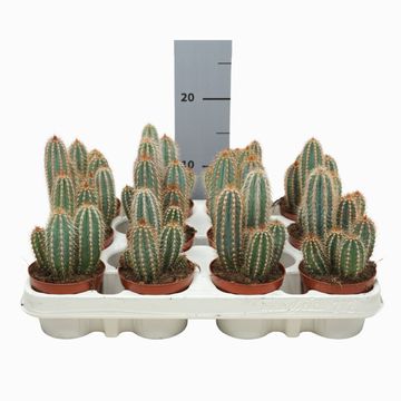 Pilosocereus odilensis