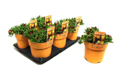 Delosperma 'Solstice Yellow'