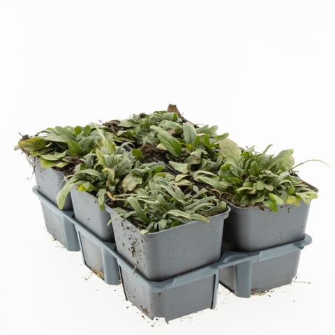 Prunella grandiflora 'Bella Pink'