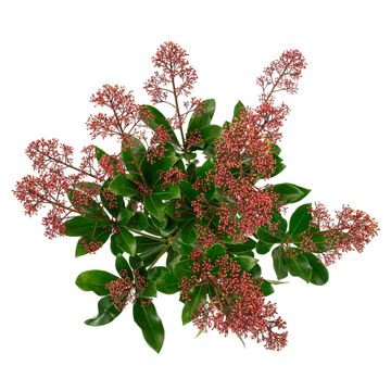 Skimmia japonica EXSTASE