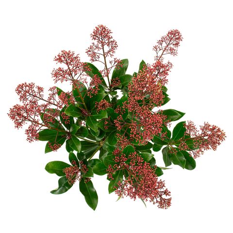 Skimmia japonica EXSTASE