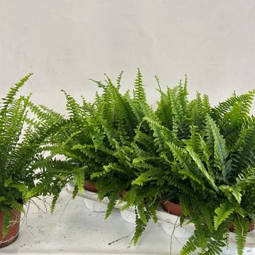Nephrolepis exaltata 'Green Lady'
