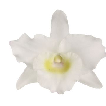 Dendrobium nobile SPRING DREAM STAR CLASS APOLLON