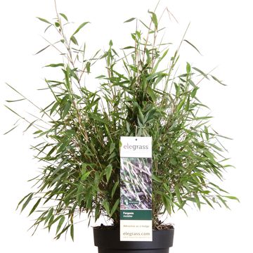 Fargesia murielae 'Winter Black'