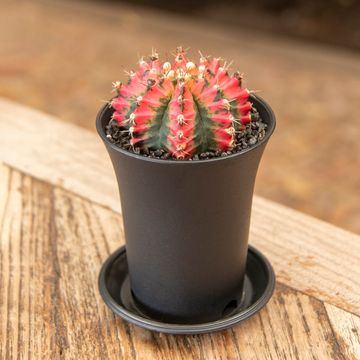 Gymnocalycium MULTICOLOR