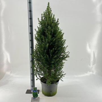 Picea glauca DECEMBER