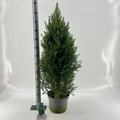 Picea glauca DECEMBER