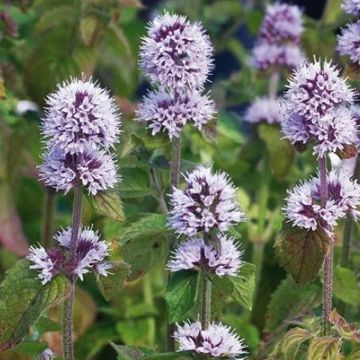 Mentha aquatica