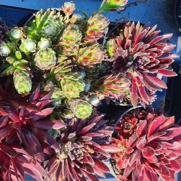 Sempervivum MIX