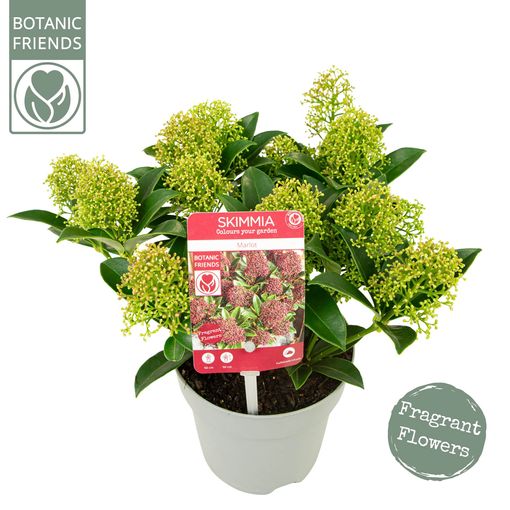 Skimmia japonica 'Marlot'