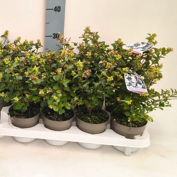 Symphoricarpos MAGICAL GALAXY
