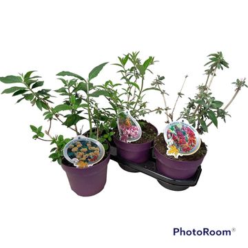 Buddleja davidii MIX