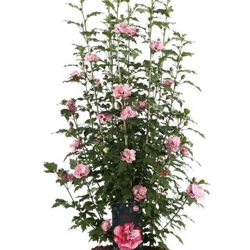 Hibiscus syriacus ROSA-LYN