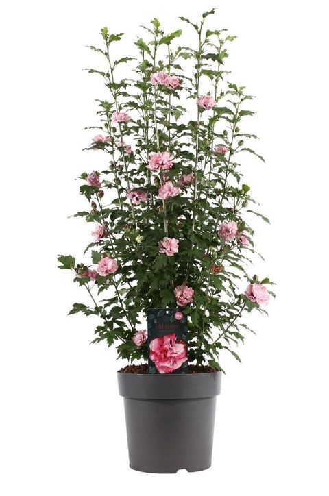 Hibiscus syriacus ROSA-LYN