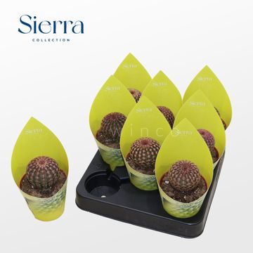 Echinocereus pectinatus rubrispinus