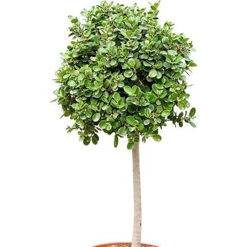 Ficus 'Panda'