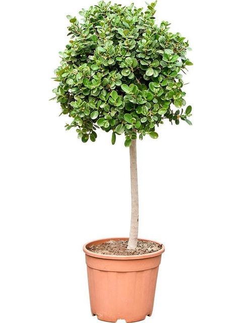Ficus 'Panda'