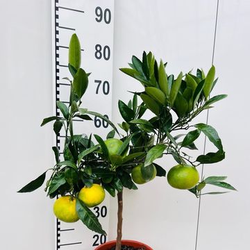 Citrus unshiu 'Satsuma'