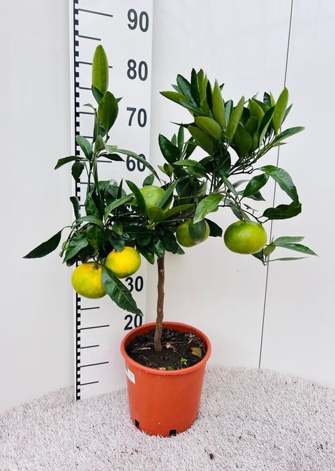 Citrus unshiu 'Satsuma'