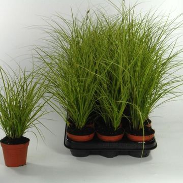 Carex brunnea 'Variegata'