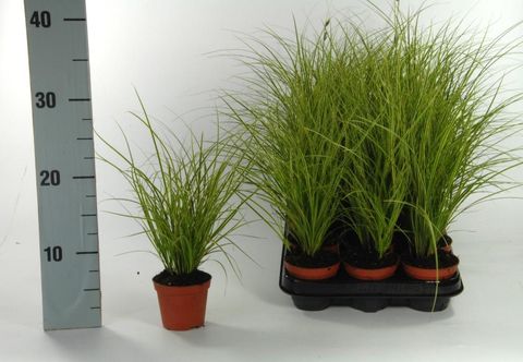 Carex brunnea 'Variegata'