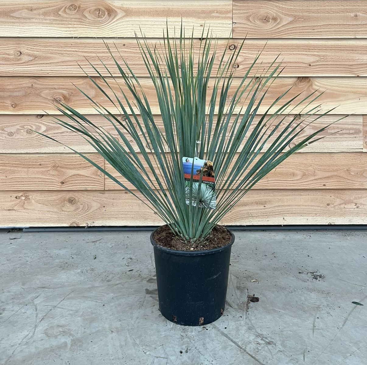 Yucca rostrata — Plant Wholesale FlorAccess